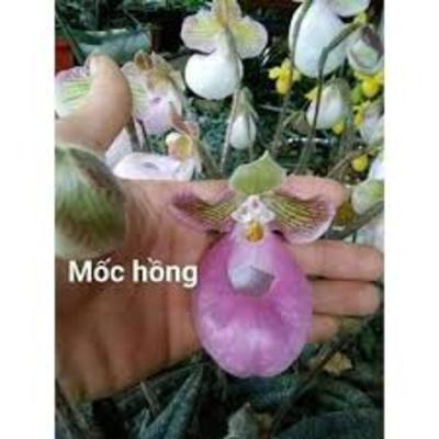 1 cây HÀI MỐC HỒNG RỪNG TÂY BẮC, HOA NỞ DỊP TẾT