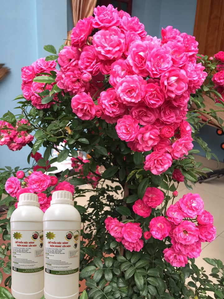 Chế phẩm đậu tương ủ Humic, chuối, trứng lên men (chai 1 lít)