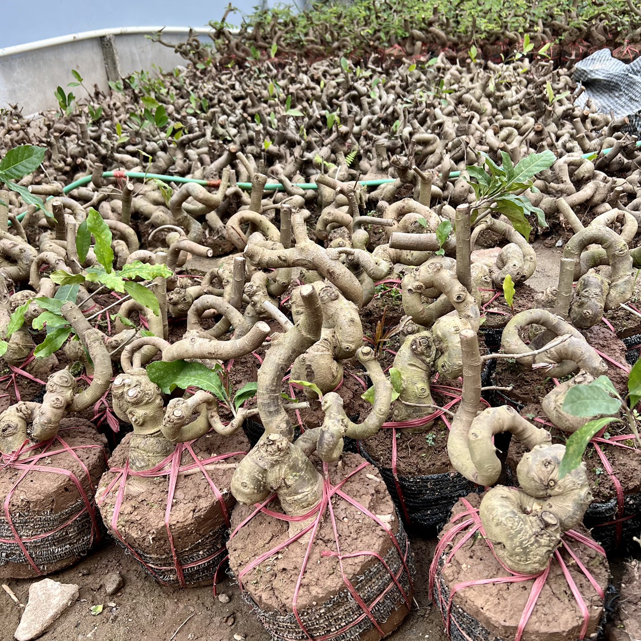 Cây lộc vừng phôi bonsai