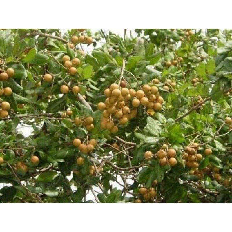 Cây giống Nhãn Tiêu Da bò siêu sai. [ Cây đẹp, sinh trưởng tốt ]