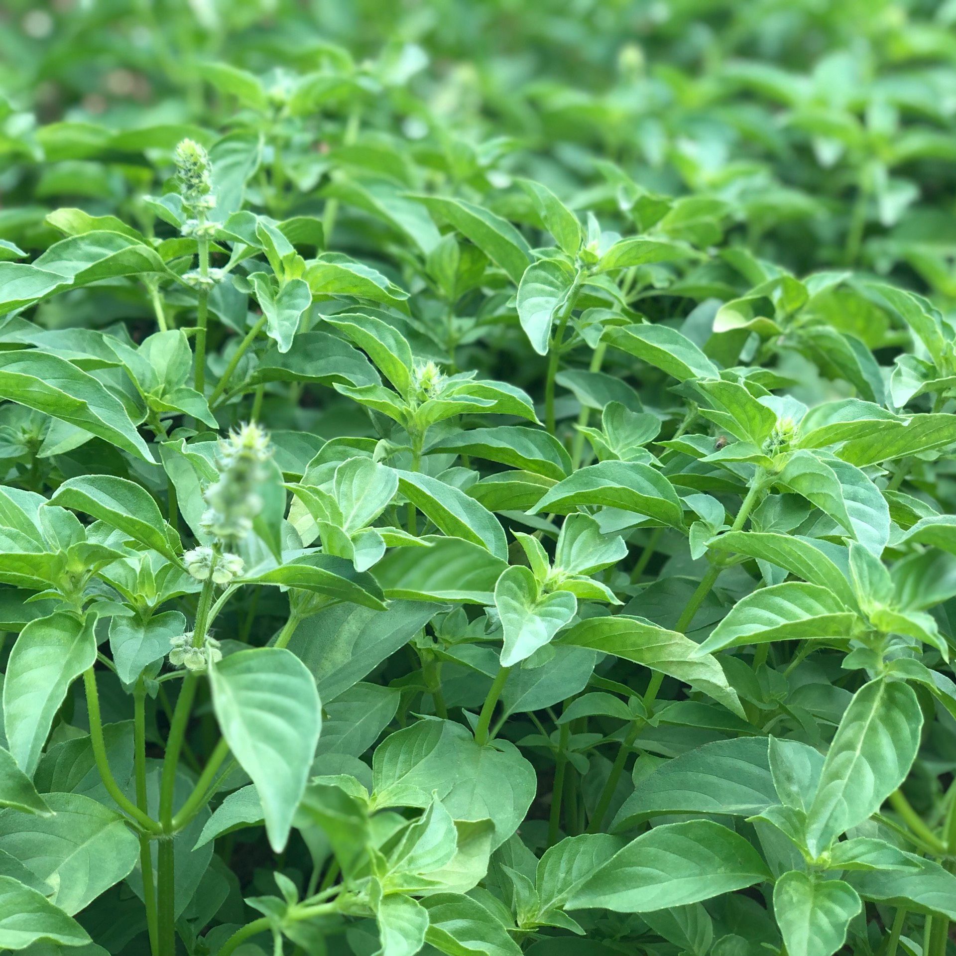 Hạt Giống Rau Thơm Sả (Rau É Trắng) Dễ Trồng, Thơm Ngon (2gr)