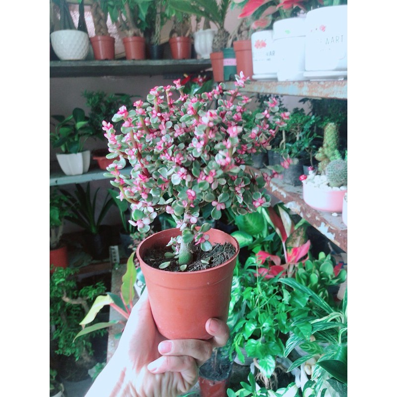 Chậu Cây Cành Vàng Lá Ngọc Thân Cổ Thụ
