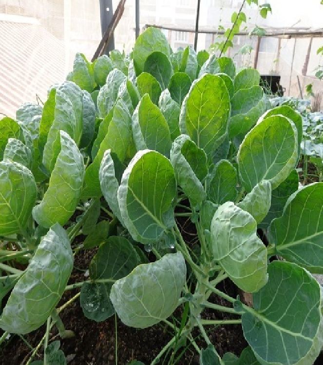 Túi 10 Gram Hạt Giống Rau Cải làn mập ( cải rỗ ) - VTNT