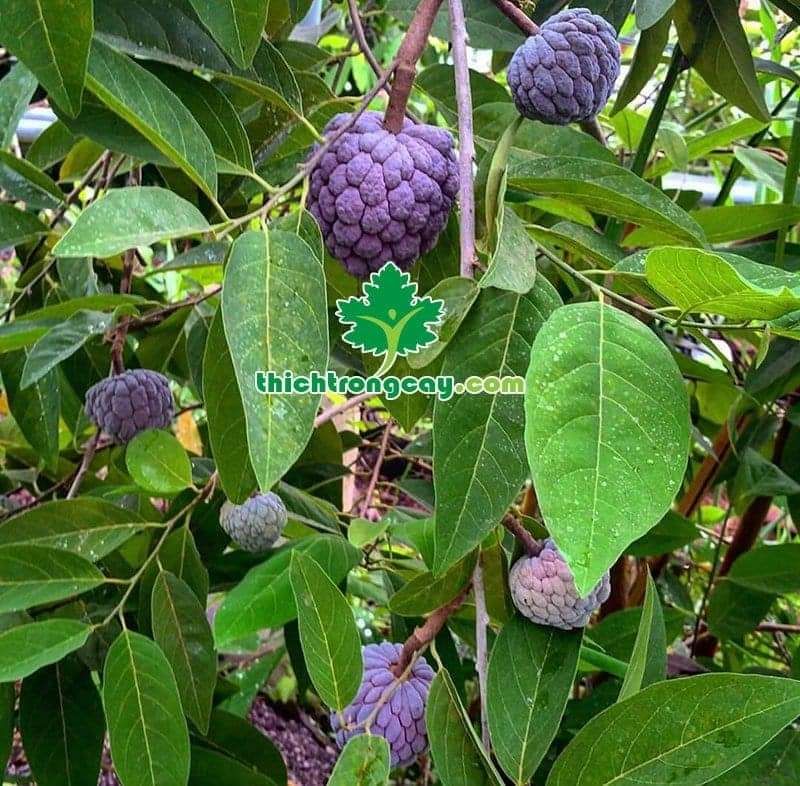 CÂY GIỐNG NA TÍM