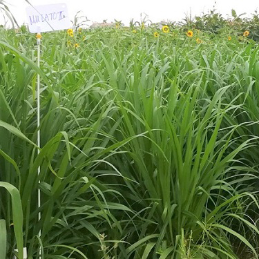 Hạt Giống Cỏ Mulato 2 – Hybrid Brachiaria (Bổ sung dinh dưỡng)