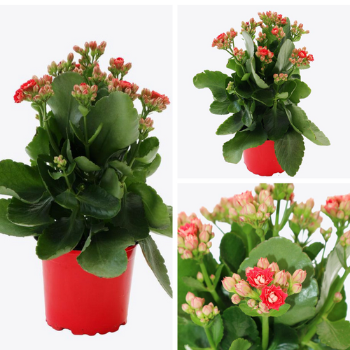 CHẬU HOA SỐNG ĐỜI CÁNH KÉP ĐỦ MÀU