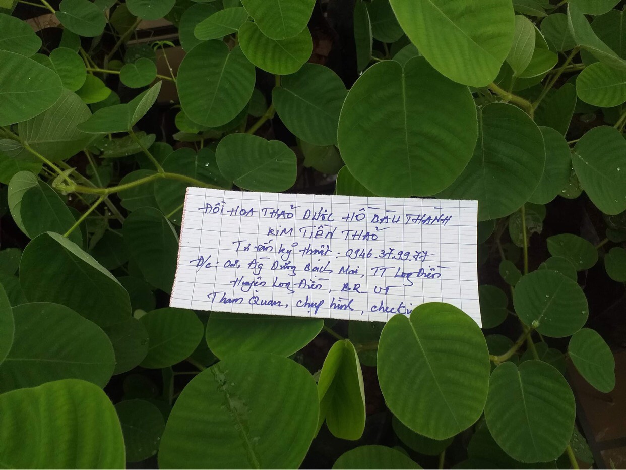 Cây kim tiền thảo