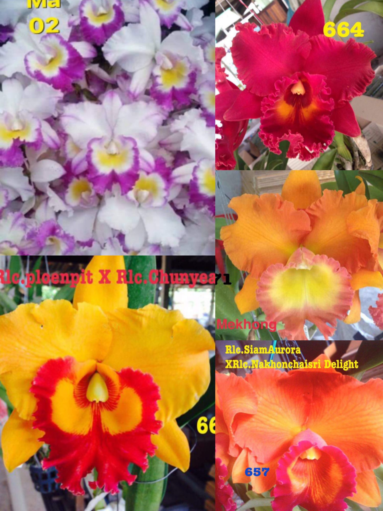 Combo 5 cây lan CATTLEYA 5 Hoa khác nhau ngẫu nhiên