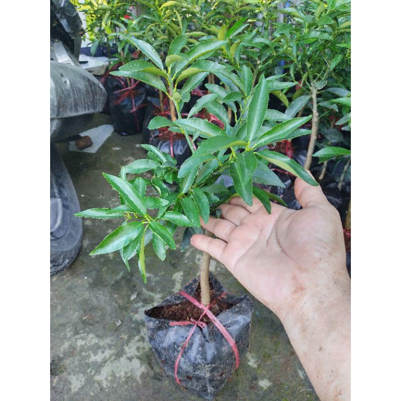 Cây giống quất ngọt