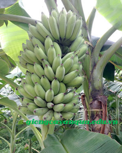 CÂY GIỐNG CHUỐI TÂY LÙN THÁI LAN