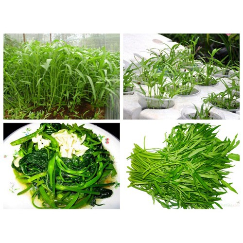 [HCM]Hạt Giống Rau Muống Lá Tre