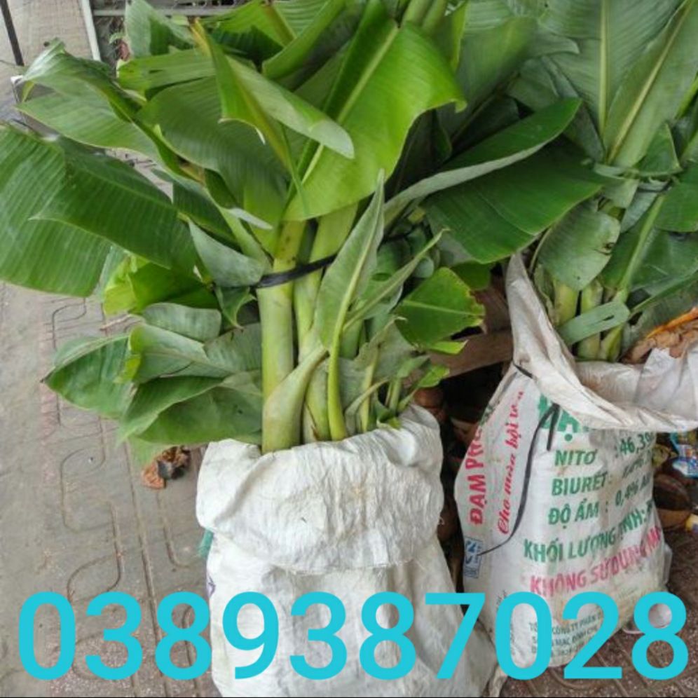 cây chuối sứ giống cao 60cm