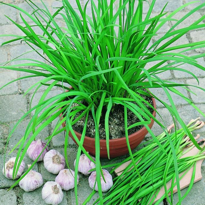 Gói 300 hạt giống rau hẹ