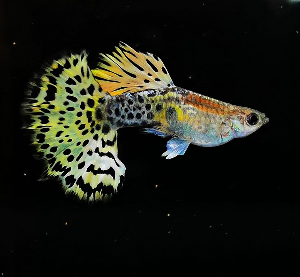 leopazt guppy - 7 màu báo đốm