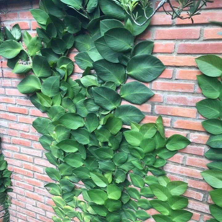 Giảm giá Dây tắc kè thái - leo tường - Mua Thông Minh