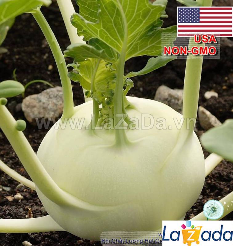 100GR 20K.HẠT Hạt Giống Su Hào Trắng USA (| B30*W31)