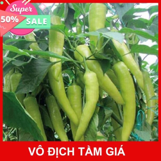 Hạt Giống Ớt Sừng Trâu