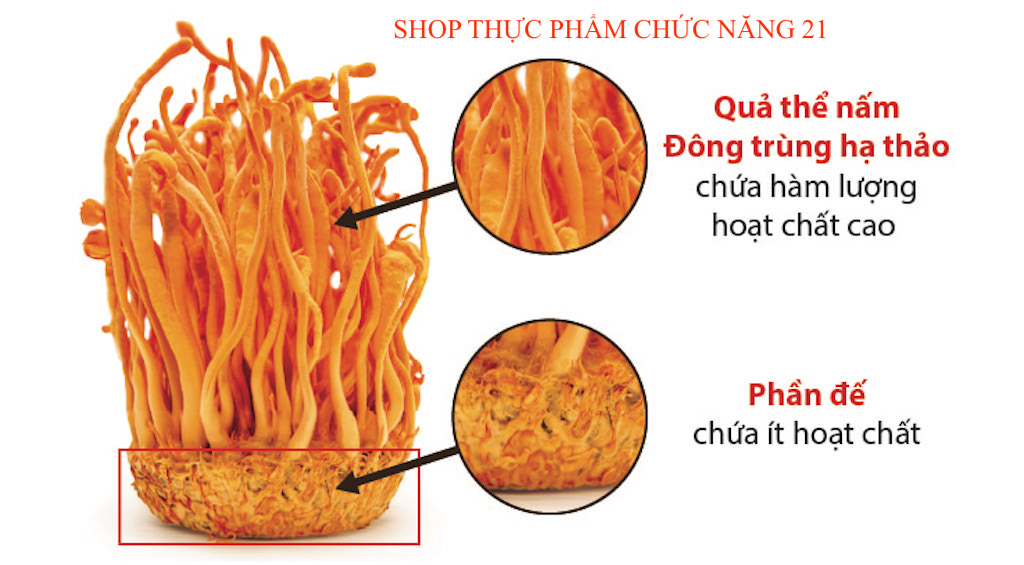 Trà Đông Trùng Hạ Thảo Thái Minh (Hộp 20 gói trà túi lọc)