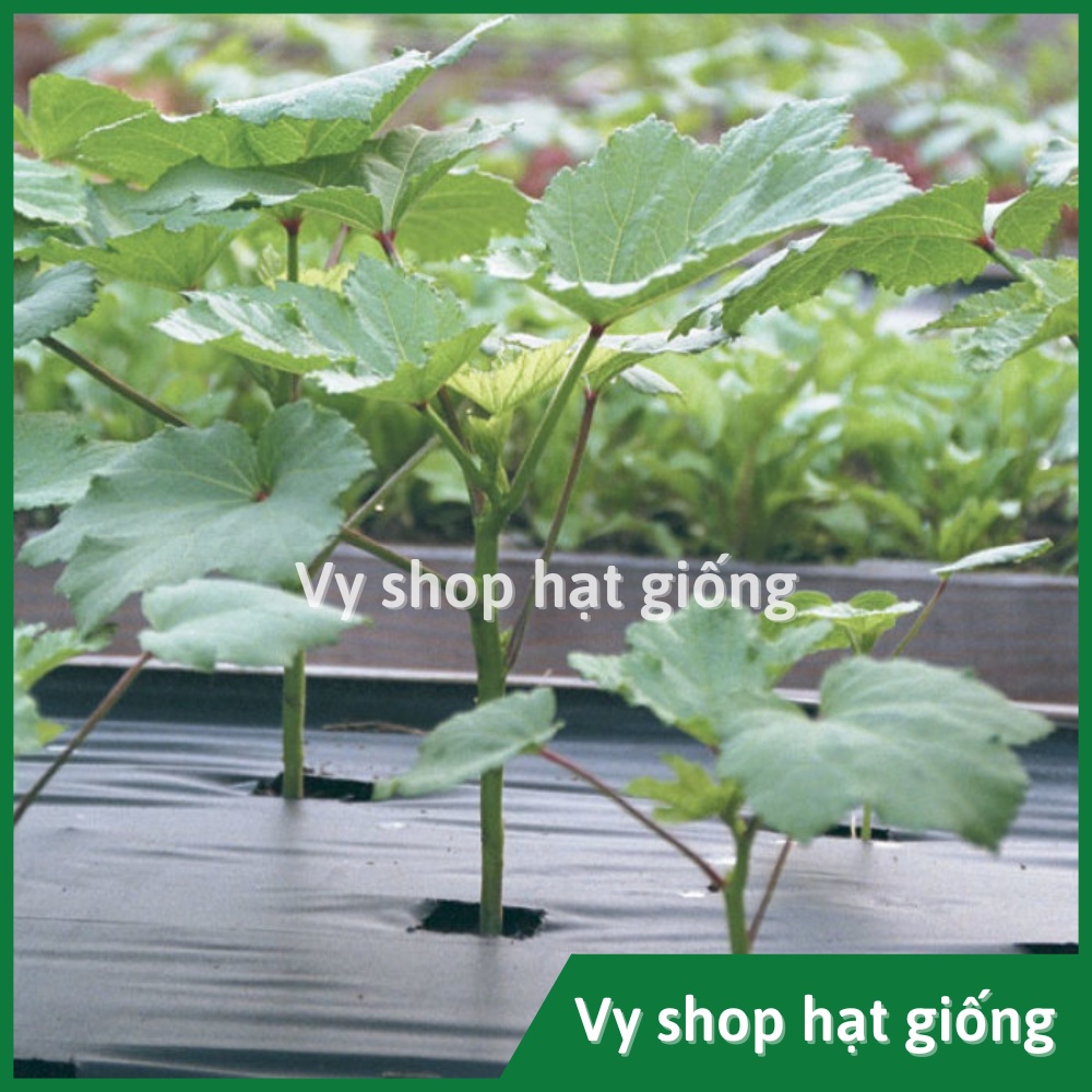 Hạt giống đậu bắp xanh Thái Lan gói 75 hạt