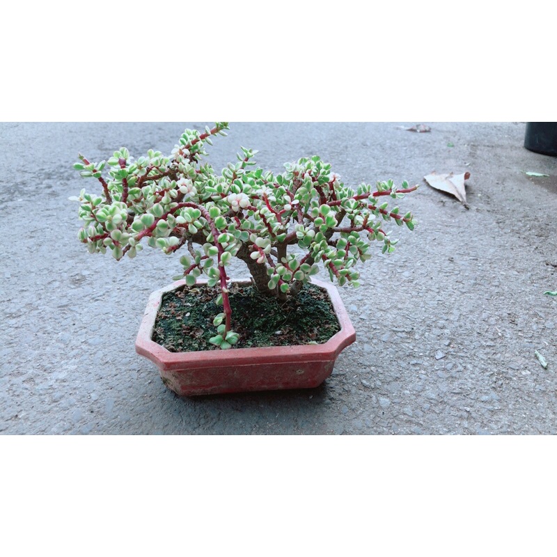 Cây Cành Vàng Lá Ngọc Cổ Thụ