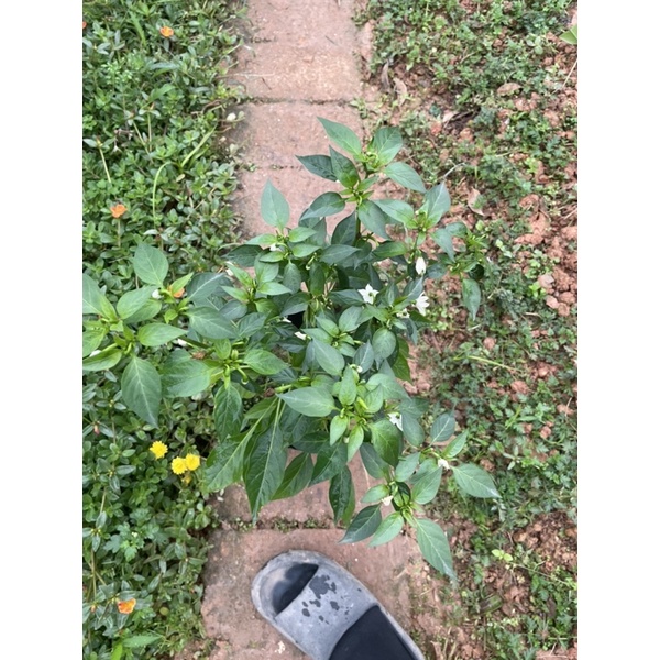 CÂY ỚT CHỈ THIÊN F1 Siêu cay