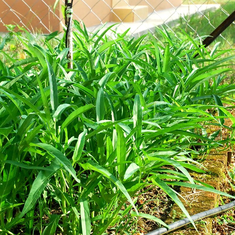 Hạt giống rau muống -gói 20 gram(tặng kèm phân bón)