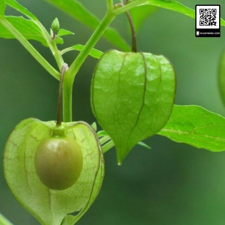 Hạt Giống Cây Thù Lù Nam Mỹ( Cây anh đào đất ) - 50 hạt
