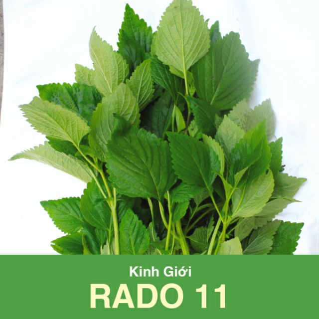Hạt Giống Rau Thơm- Hạt Giống Rau Kinh Giới