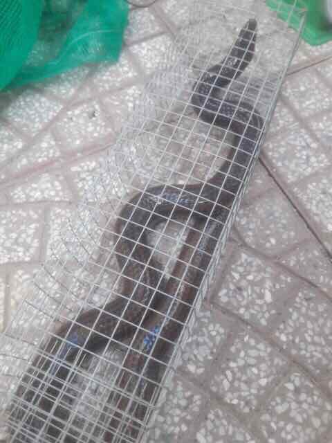 Lồng bẫy rắn thông minh đủ size