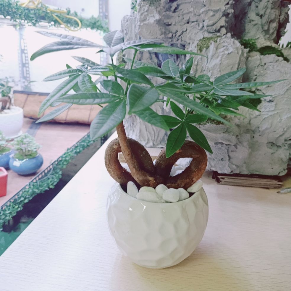 Cây Kim Ngân Trái Tim Kèm Chậu Sứ(ảnh thật)