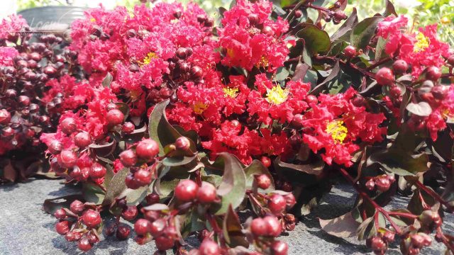 cây Tường Vi Huyết Long ( hoa đỏ thậm, lá đỏ) bầu lớn