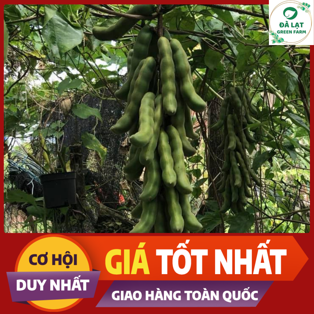 5H_HẠT GIỐNG ĐẬU ME (DỄ TRỒNG)