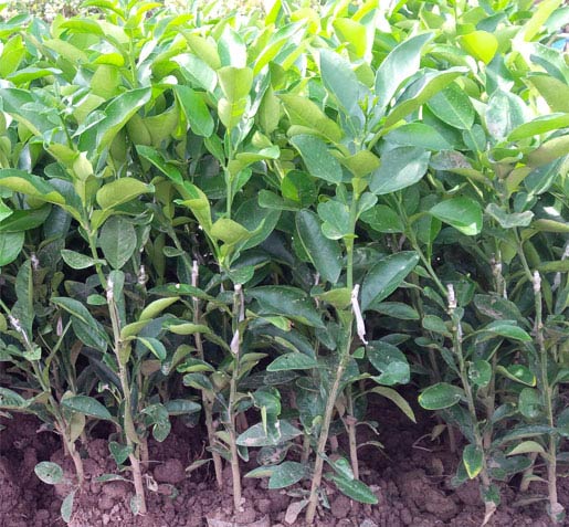 (SỐC VỀ GIÁ) Cây bưởi TÂN LẠC ruột đỏ ghép, giống F1 siêu quả, quả cực ngon QUÁ ĐẸP