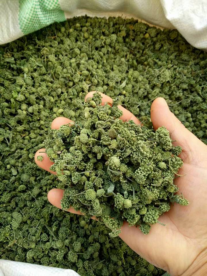 50 gram nụ tam thất đẹp thơm _ tinhhoatrathaomoc