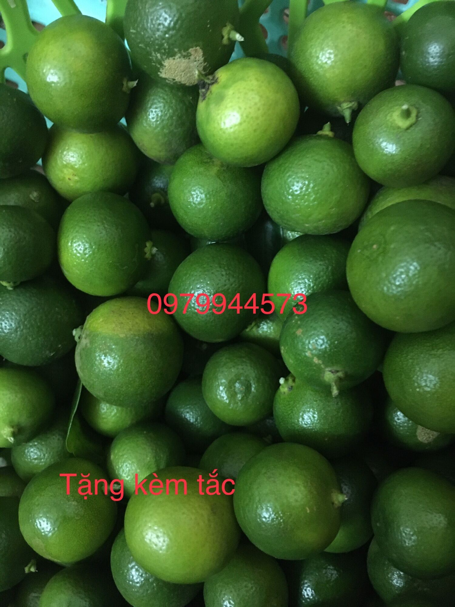 Bánh Tráng Rìa Phơi sương 500g + 100g hành phi giòn ngon + 100g muối tỏi nhuyễn ngon