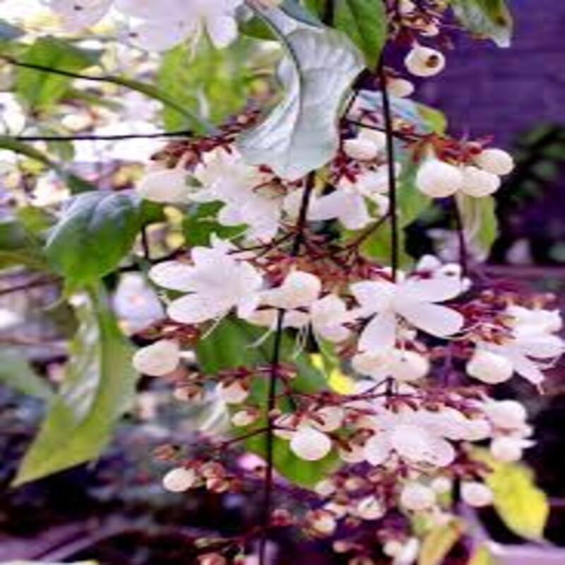 COM BO 4 CÂY GIỐNG DẠ NGỌC MINH CHÂU. CÂY ĐẸP CHO NGÀY TẾT MANG LẠI VẺ ĐẸP DỊU DÀNG. biểu tượng cho trí tuệ tài lộc và công danh