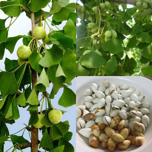 Hạt bạch quả khô túi 1 kg