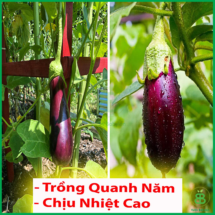 Hạt Giống Cà Tím Trái Dài 0,5G