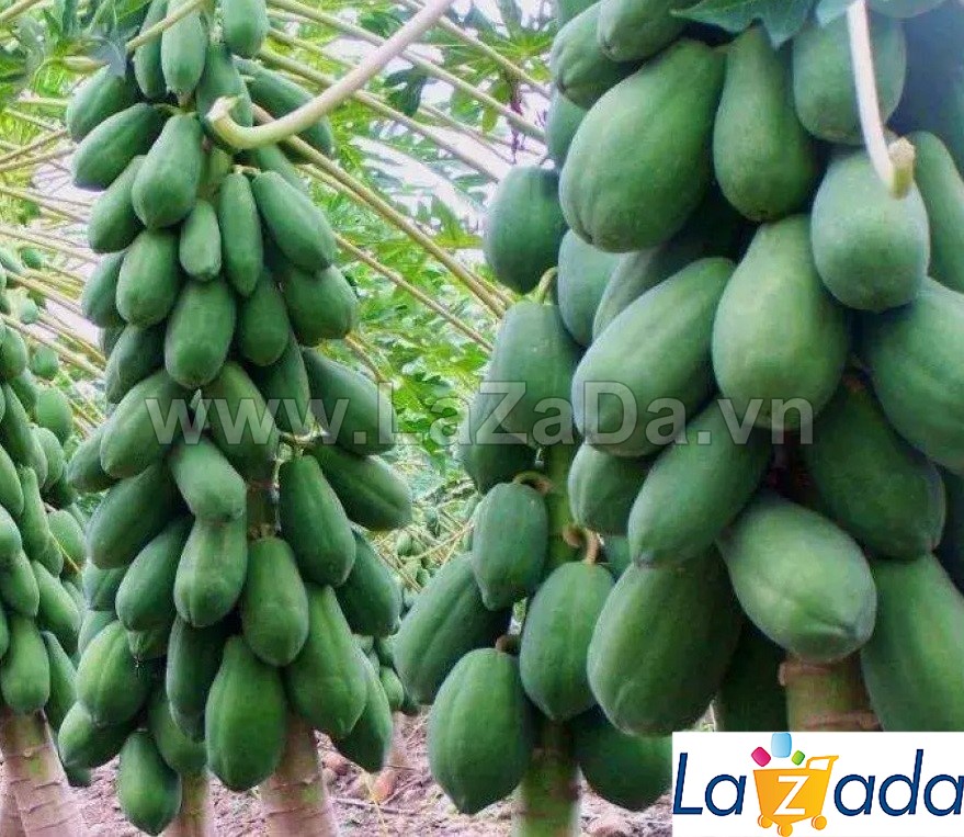 5GR 330.HẠT Hạt Giống Đu Đủ Lùn Ruột Đỏ Trái Lớn (| TL*X34)