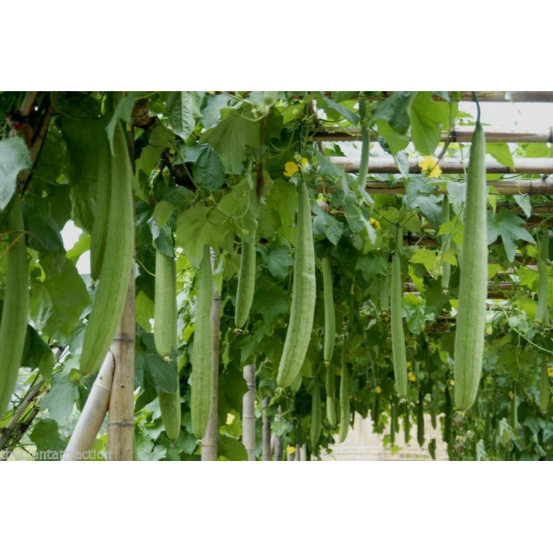 Hạt Giống Mướp Hương Thái Lan - 10 Hạt