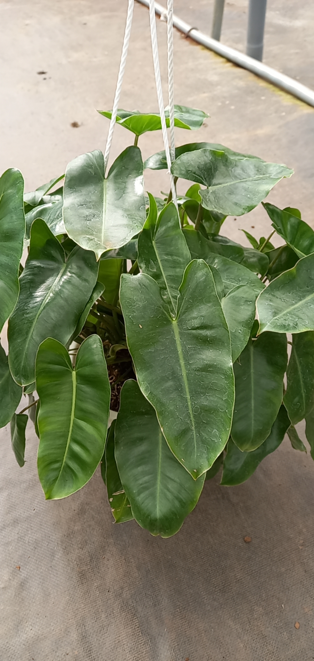 Trầu bà tỷ phú chậu treo -Epipremnum aureum.