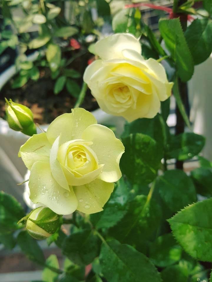 Hoa hồng nb Cearmy eden Rose size trung