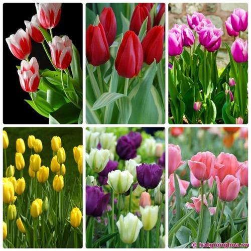 Combo 5 củ hoa tulip kép nhiều màu - trồng chơi tết