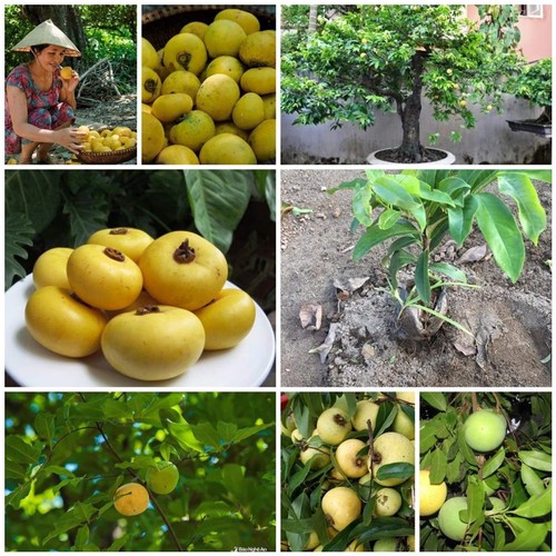 cây giống cây thị thơm