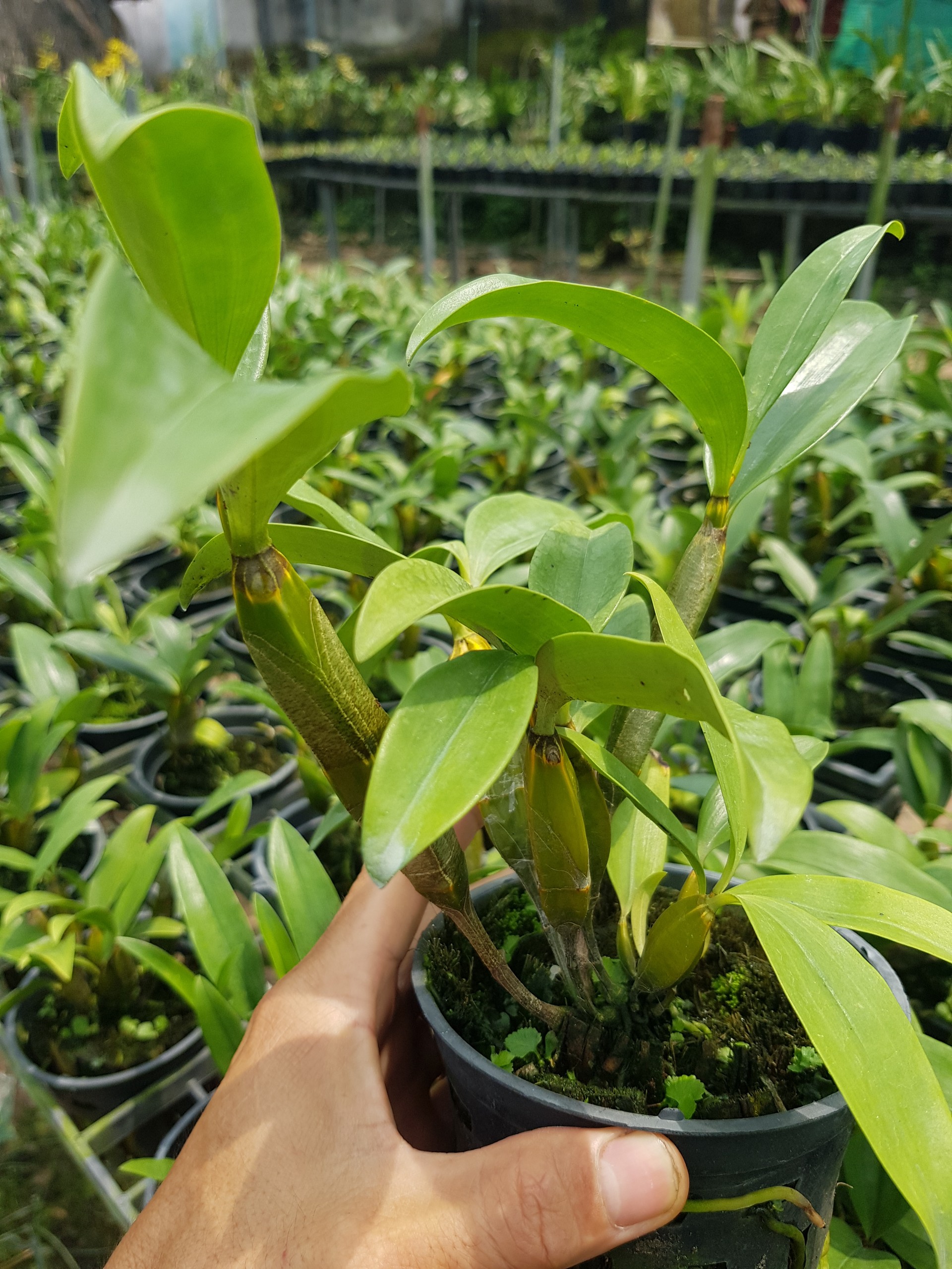 [Giá hủy diệt] kiều trắng lai kiều tím chậu trưởng thành