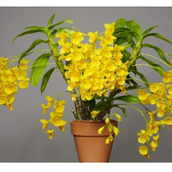 Hoa lan Kim Điệp Xuân