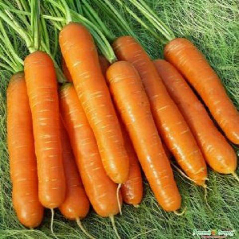 hạt giống cà rốt củ to dễ trồng - gói 5gr