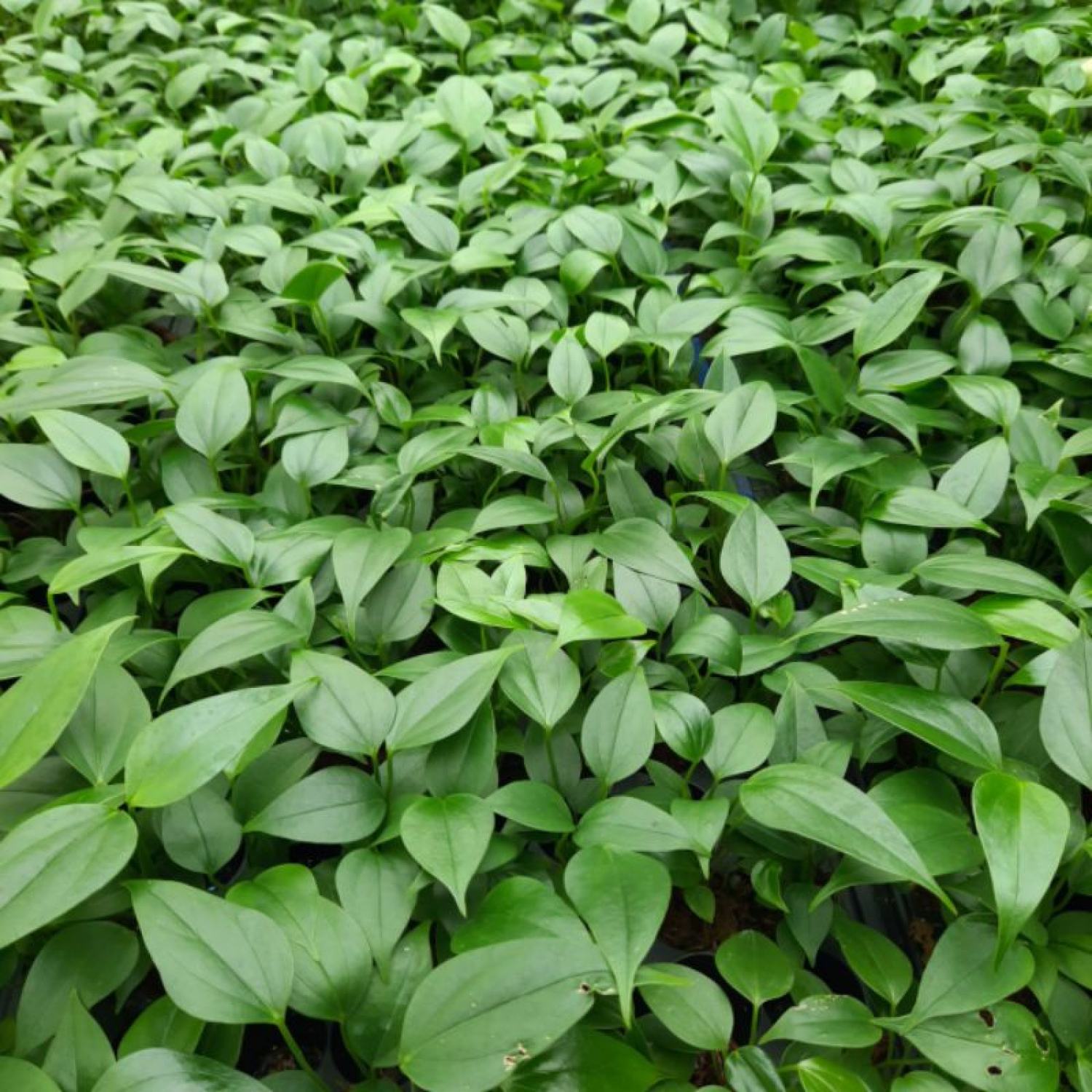Cây giống Hoa hồng môn tím
