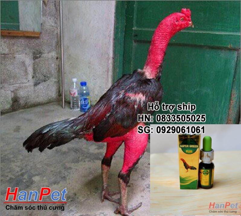 {Miễn phí HN+HP}-(Thu ốc GÀ CHỌI) Đặc trị hen gà chọi (Hen xanh), Thu ốc long đờm gà, khó thở cấp tính gà đá dạng Thu ốc 10ml