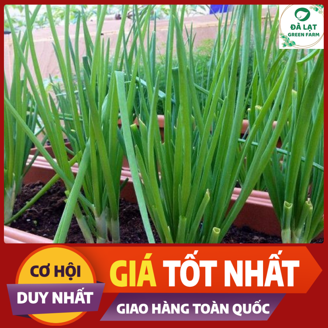 2gr_Hạt Giống Hành Lá Trắng (nảy mầm siêu chuẩn)